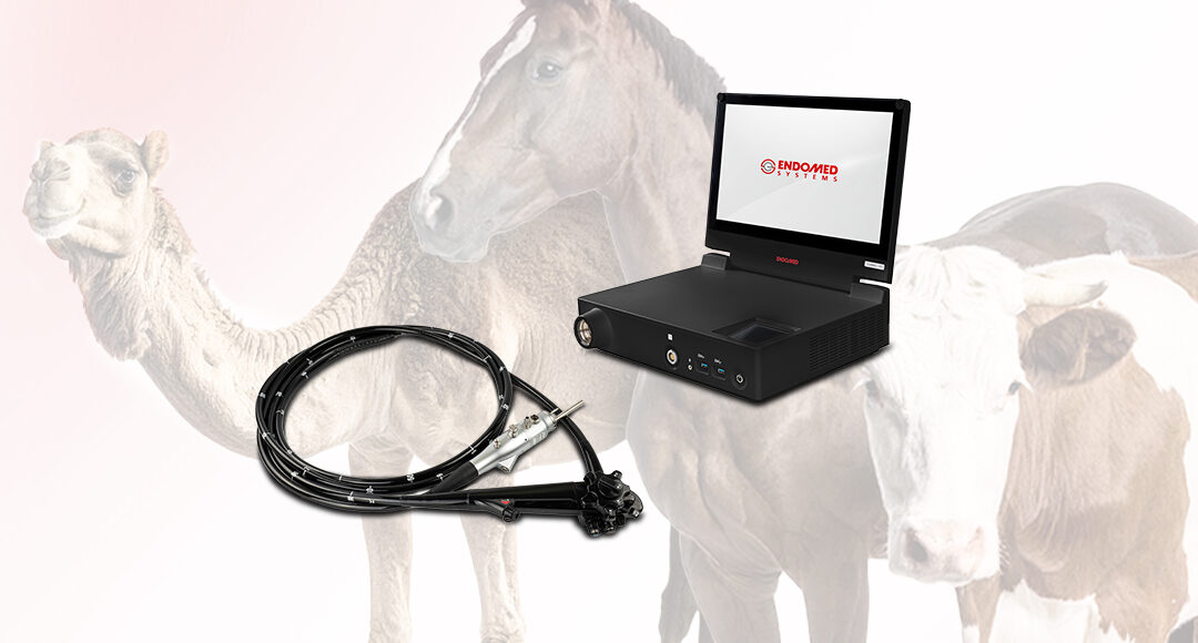 EndoMed Systems Brings Human Endoscopy Expertise to Veterinary Care